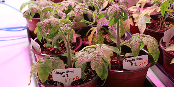Work Image - Potted Plants in a Lab
